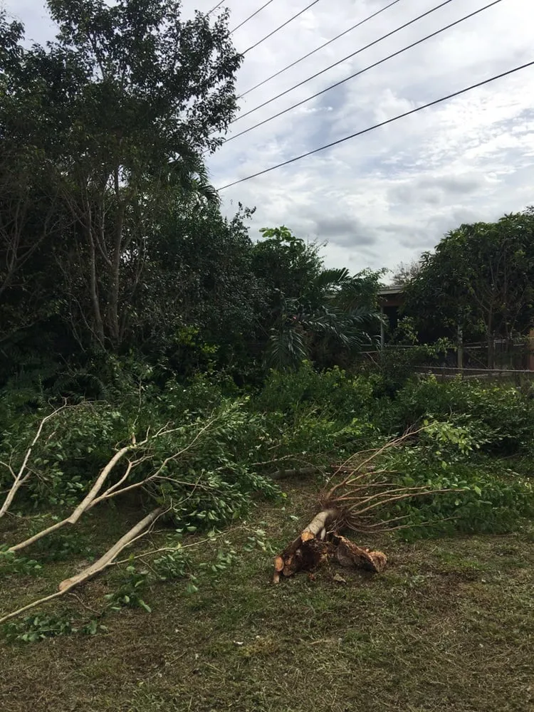 Professional yard maintenance in Pembroke Pines, FL - Superman Lawn and Landscaping