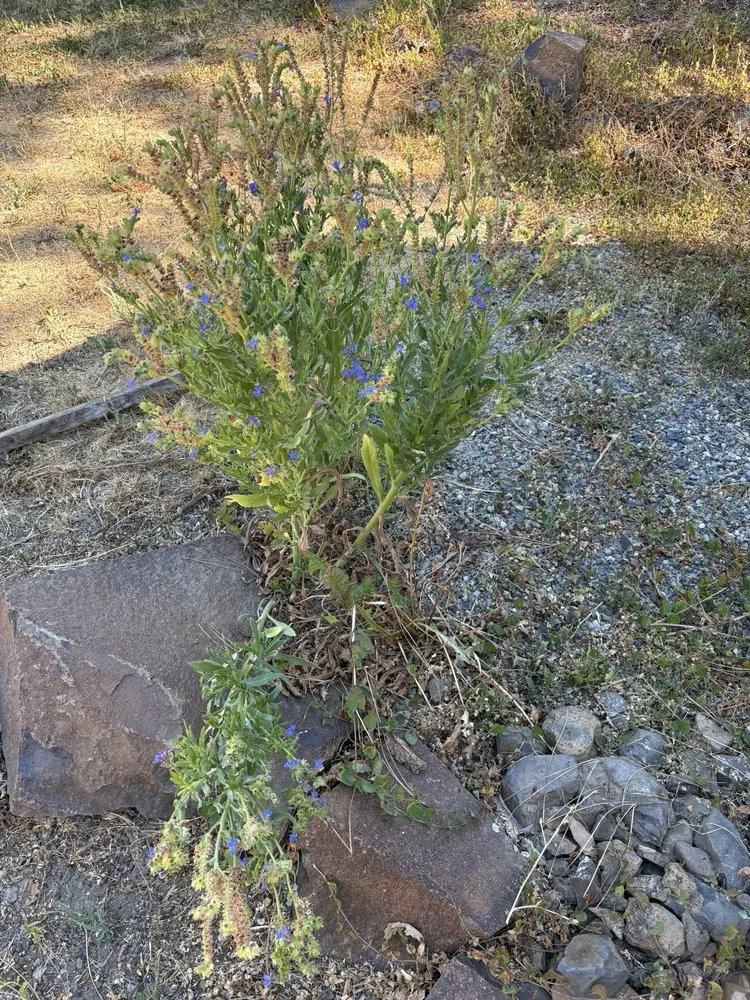 Local residential landscaping near you in Spokane, WA by Supernova Landscape