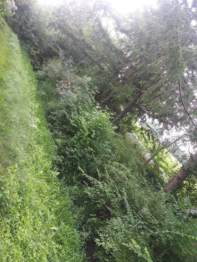 Expert garden landscaping in Fort Wayne, IN by Superscape Landscaping & More