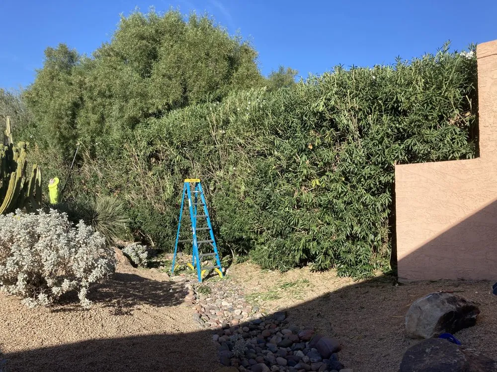 Top-rated yard maintenance in Phoenix, AZ - Superstition Landscapes