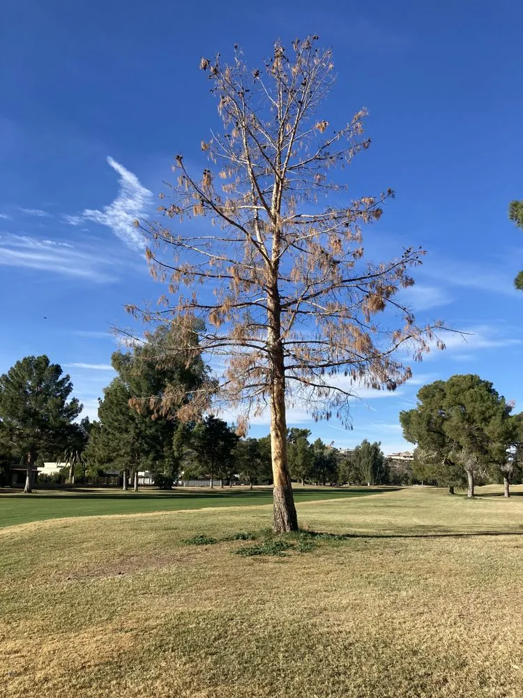 Reliable landscaping services experts serving Phoenix, AZ - Superstition Landscapes