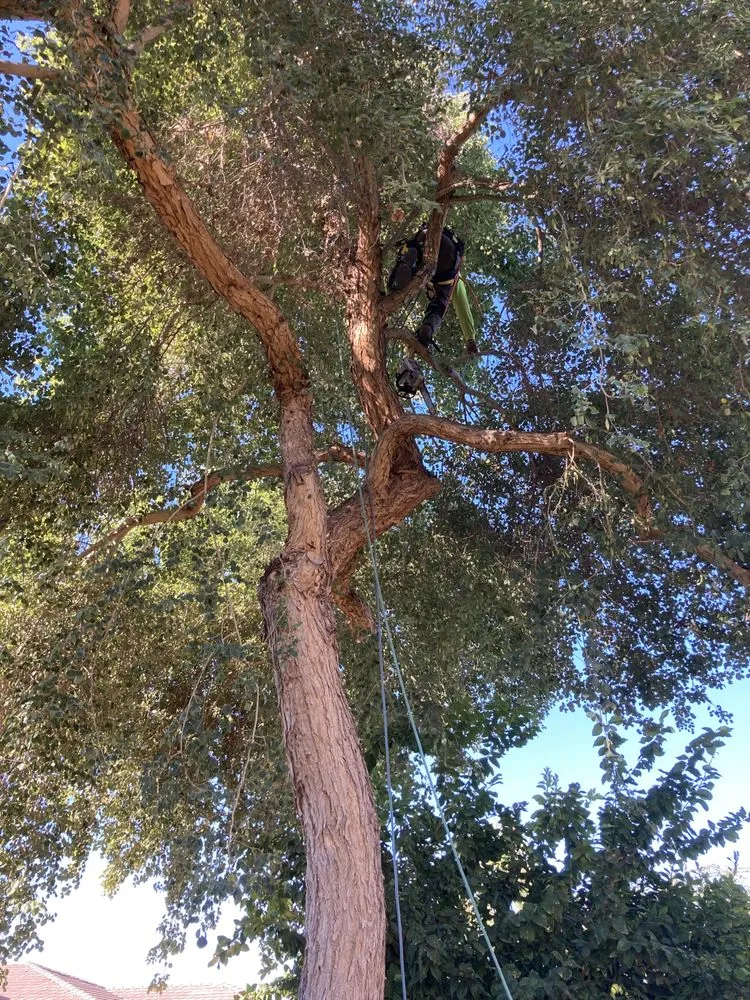 Local landscaping services experts serving Phoenix, AZ - Superstition Landscapes