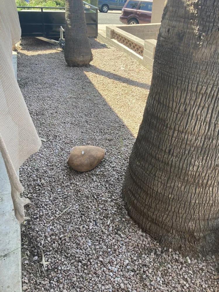 Local yard maintenance near you across Phoenix, AZ - Superstition Landscapes