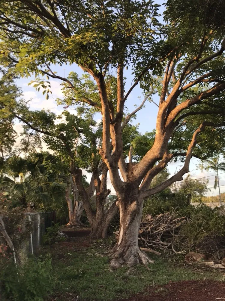 Custom landscape design in Miami, FL - SupraLawn