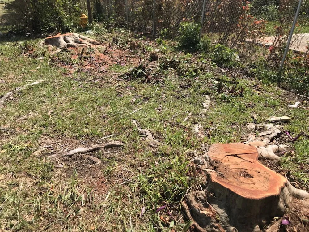 Trusted yard cleanup service in Miami, FL by SupraLawn