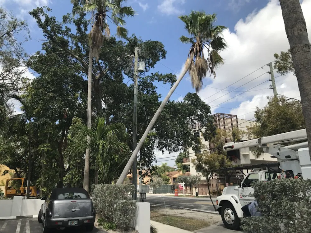 Trusted outdoor landscaping with custom design in Miami, FL by SupraLawn