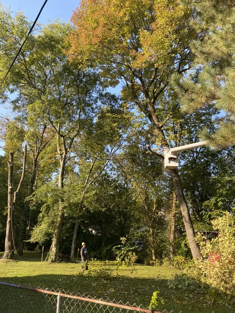Local landscape installation in Dalton, GA by Supreme Forestry Mulching & Land Clearing