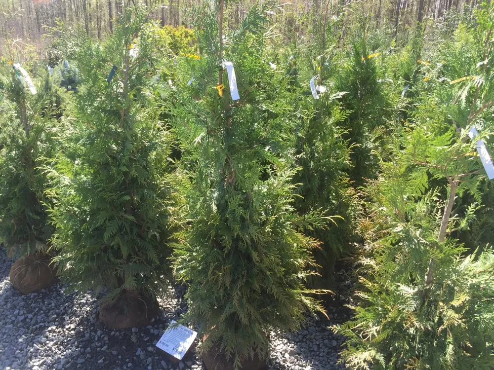 Top-rated lawn mowing service in Gainesville, VA by Supreme Landscapes