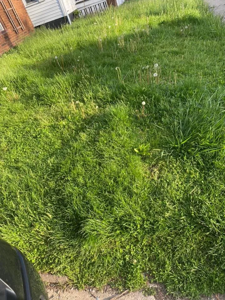 Affordable yard cleanup service for residential properties across Decatur, IL - Supreme Lawn Care & Cleaning Services