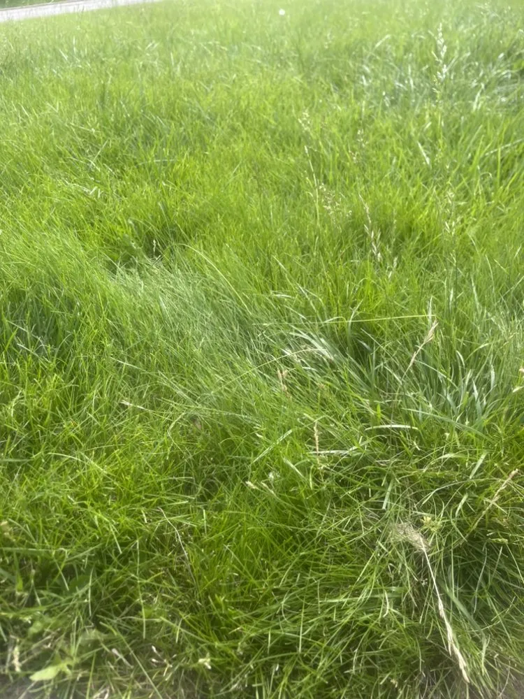 Local landscaping services in Decatur, IL by Supreme Lawn Care & Cleaning Services