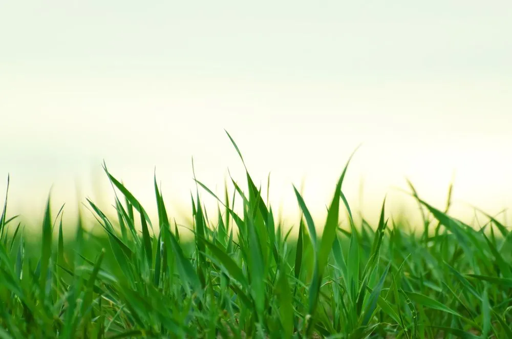 Trusted landscaping services for beautiful yards in Cape Coral, FL by Supreme Lawns of Cape Coral,