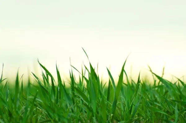 Supreme Lawns of Cape Coral, Logo