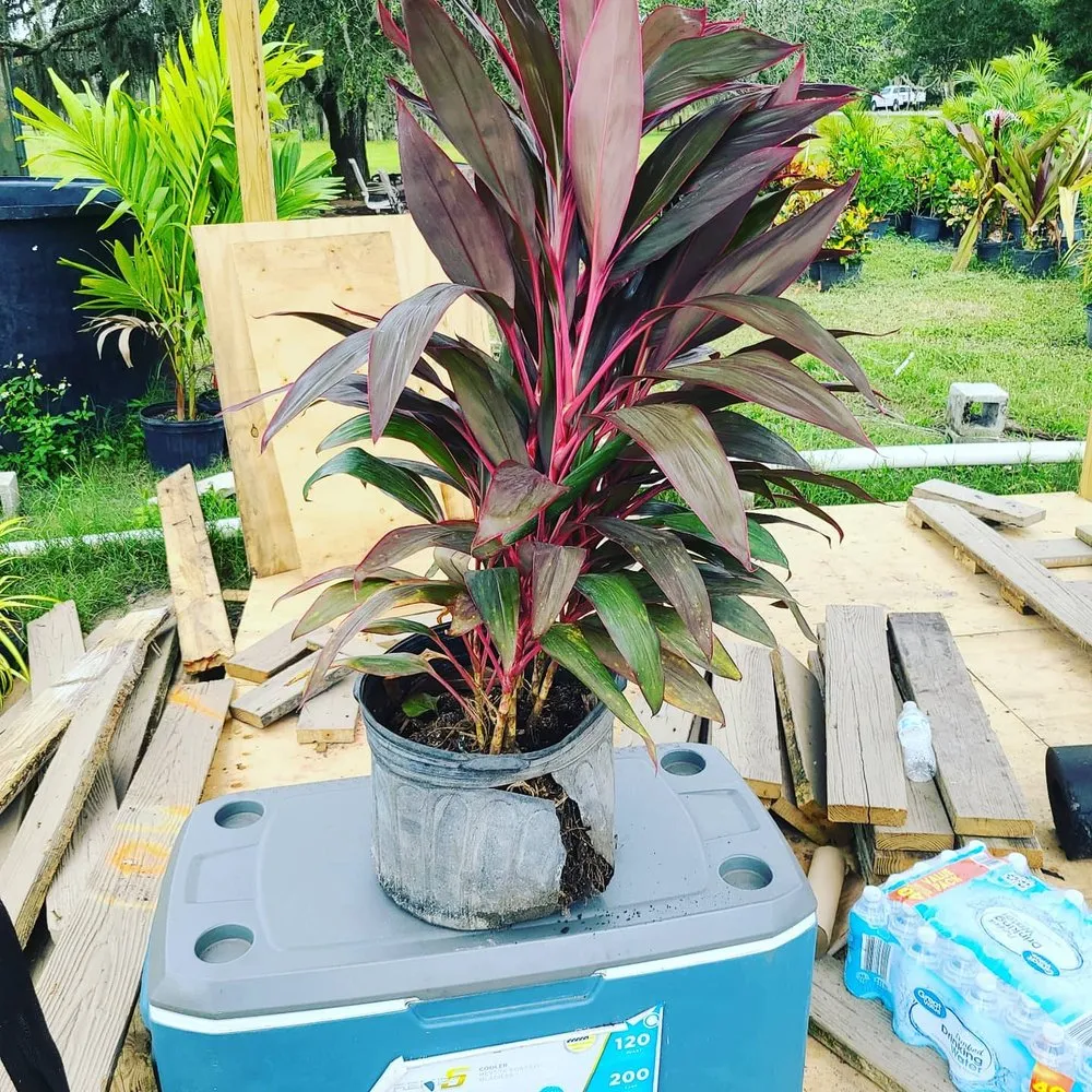 Reliable residential landscaping near you in Wimauma, FL by Supreme Plants & Landscape