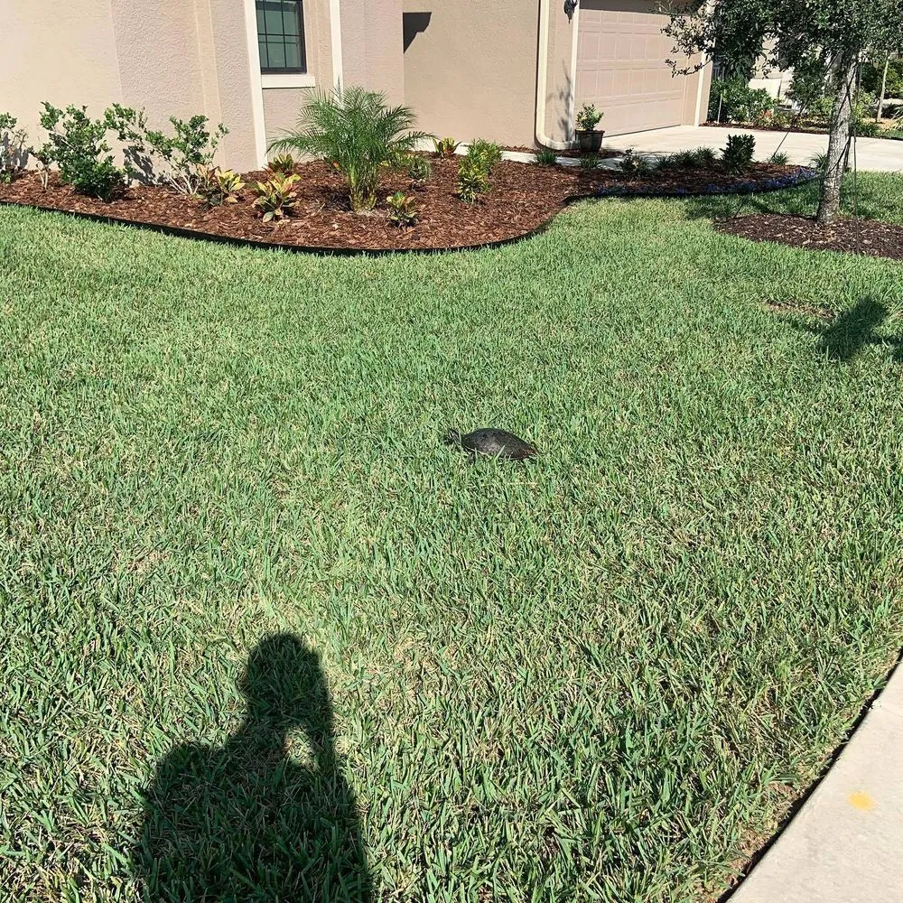 Trusted landscape design in Wimauma, FL - Supreme Plants & Landscape