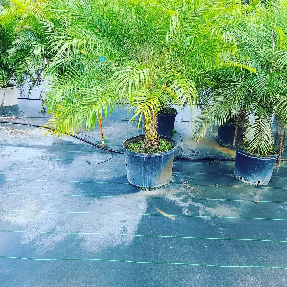 Affordable lawn care service experts serving Wimauma, FL - Supreme Plants & Landscape