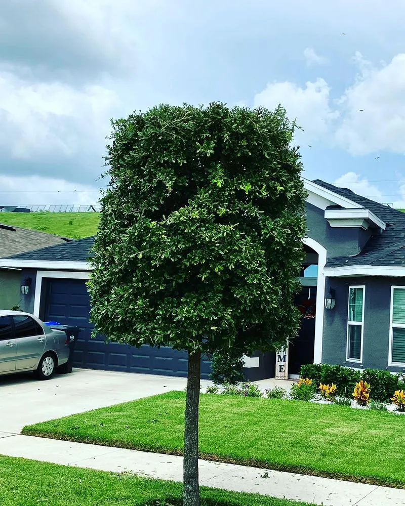 Trusted landscape installation for beautiful yards across Wimauma, FL - Supreme Plants & Landscape