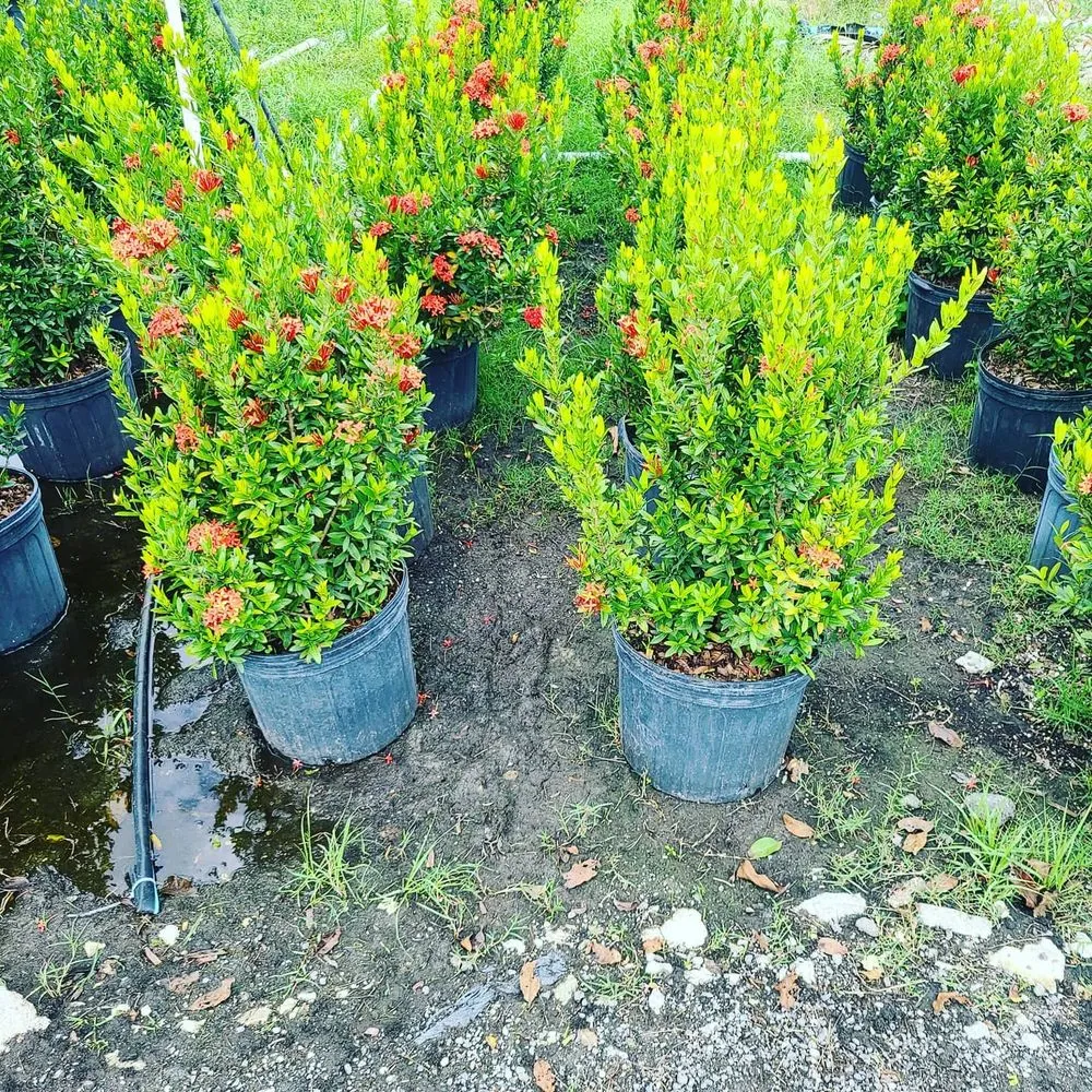 Affordable landscaping services for beautiful yards across Wimauma, FL - Supreme Plants & Landscape