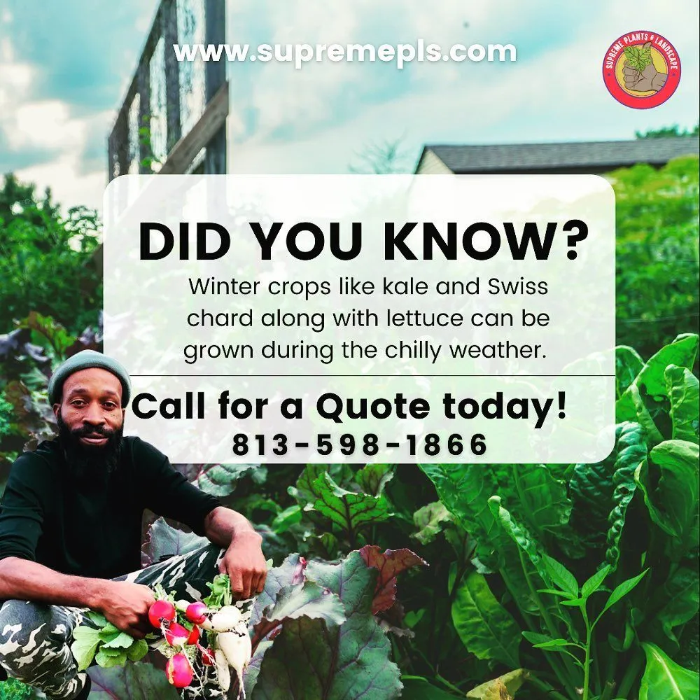 Local yard cleanup service for homes in Wimauma, FL by Supreme Plants & Landscape