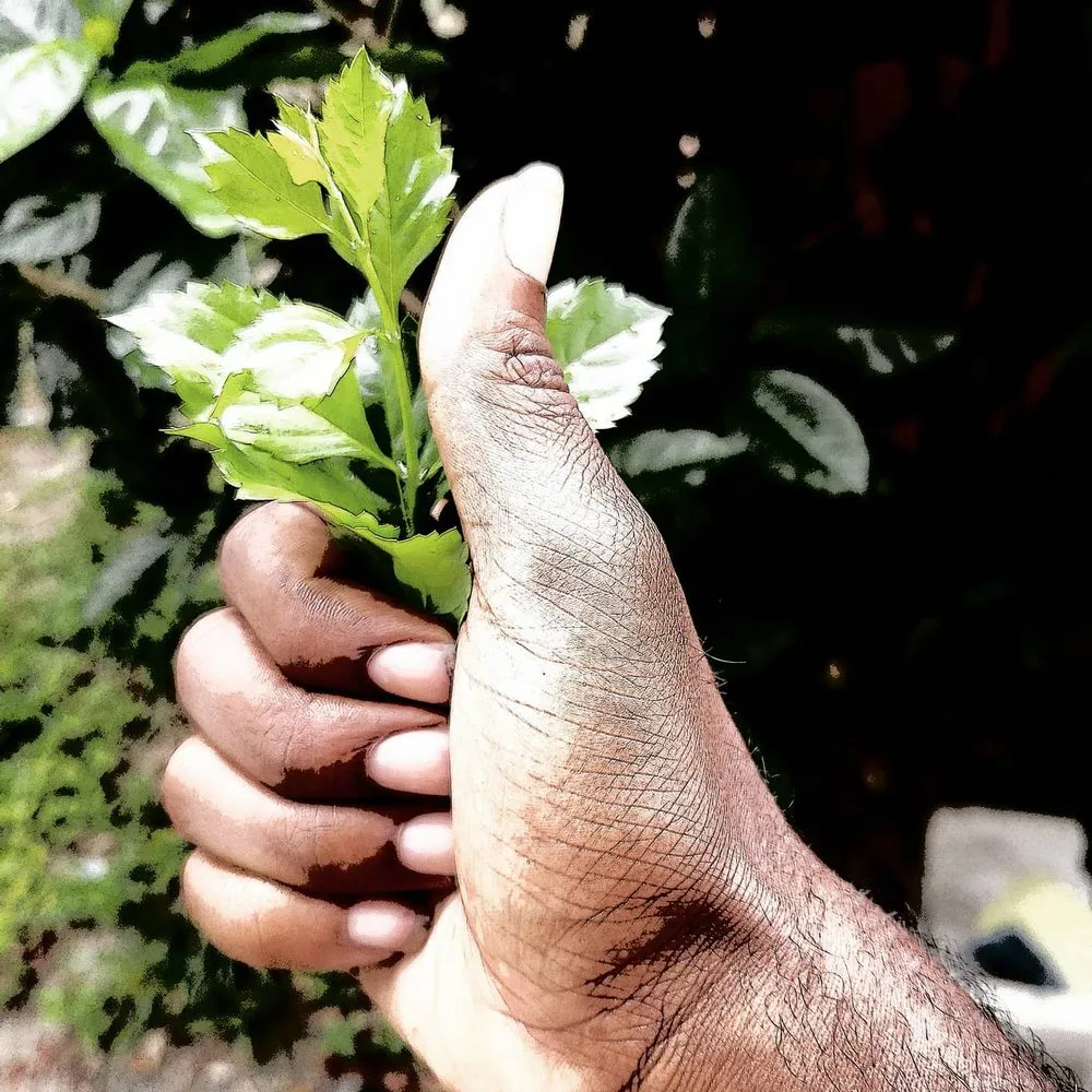 Custom lawn care service in Wimauma, FL - Supreme Plants & Landscape