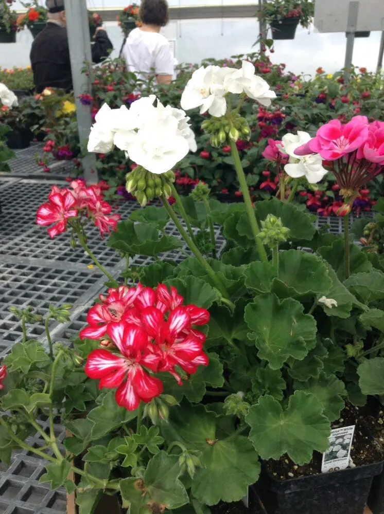 Expert landscaping services experts serving Ashland, WI - Supreme Selections Greenhouse