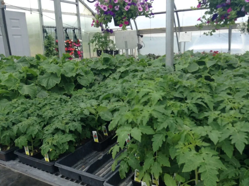 Affordable lawn mowing service for beautiful yards in Ashland, WI by Supreme Selections Greenhouse