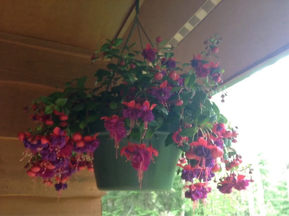 Top-rated landscape design in Ashland, WI by Supreme Selections Greenhouse