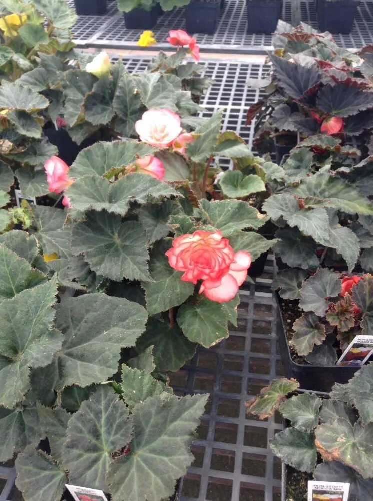 Affordable garden landscaping experts serving Ashland, WI - Supreme Selections Greenhouse