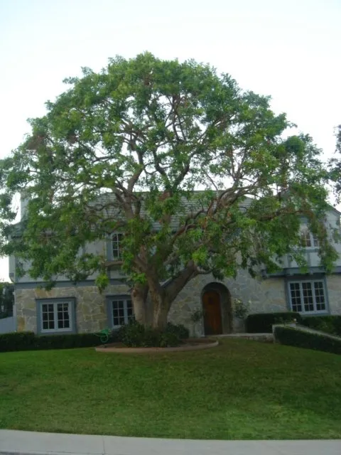 Trusted yard cleanup service in Santa Ana, CA - Supreme Tree Experts