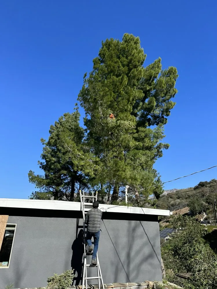 Custom landscape installation for year-round maintenance across Santa Ana, CA - Supreme Tree Experts