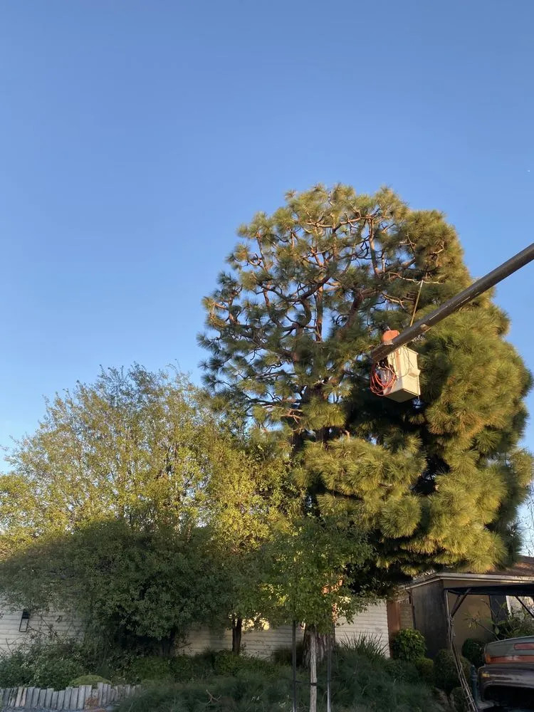 Professional yard maintenance near you in Santa Ana, CA by Supreme Tree Experts