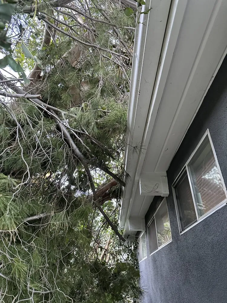 Top-rated landscaping services for year-round maintenance across Santa Ana, CA - Supreme Tree Experts