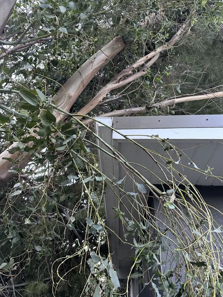 Reliable yard maintenance in Santa Ana, CA - Supreme Tree Experts