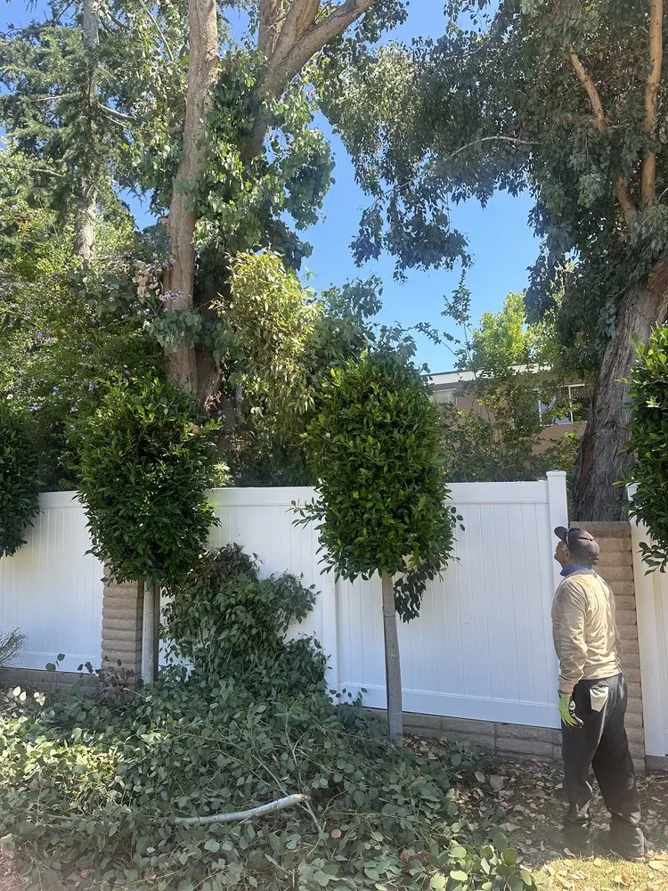 Custom lawn mowing service experts serving Santa Ana, CA - Supreme Tree Experts