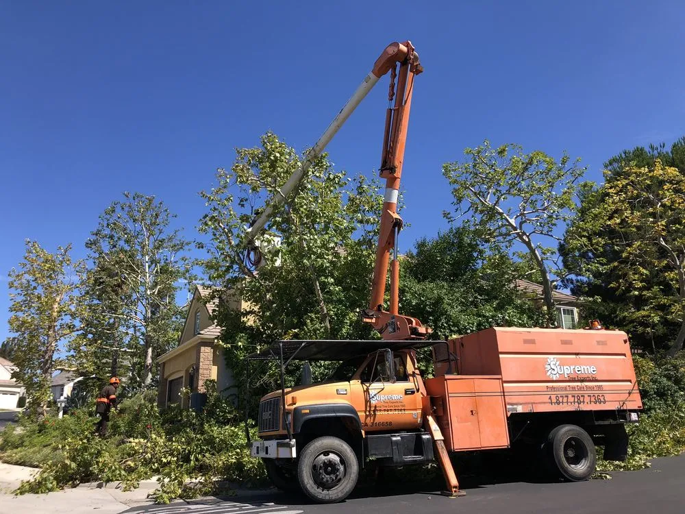 Professional outdoor landscaping in Santa Ana, CA by Supreme Tree Experts