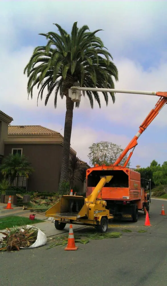 Custom yard maintenance in Santa Ana, CA - Supreme Tree Experts