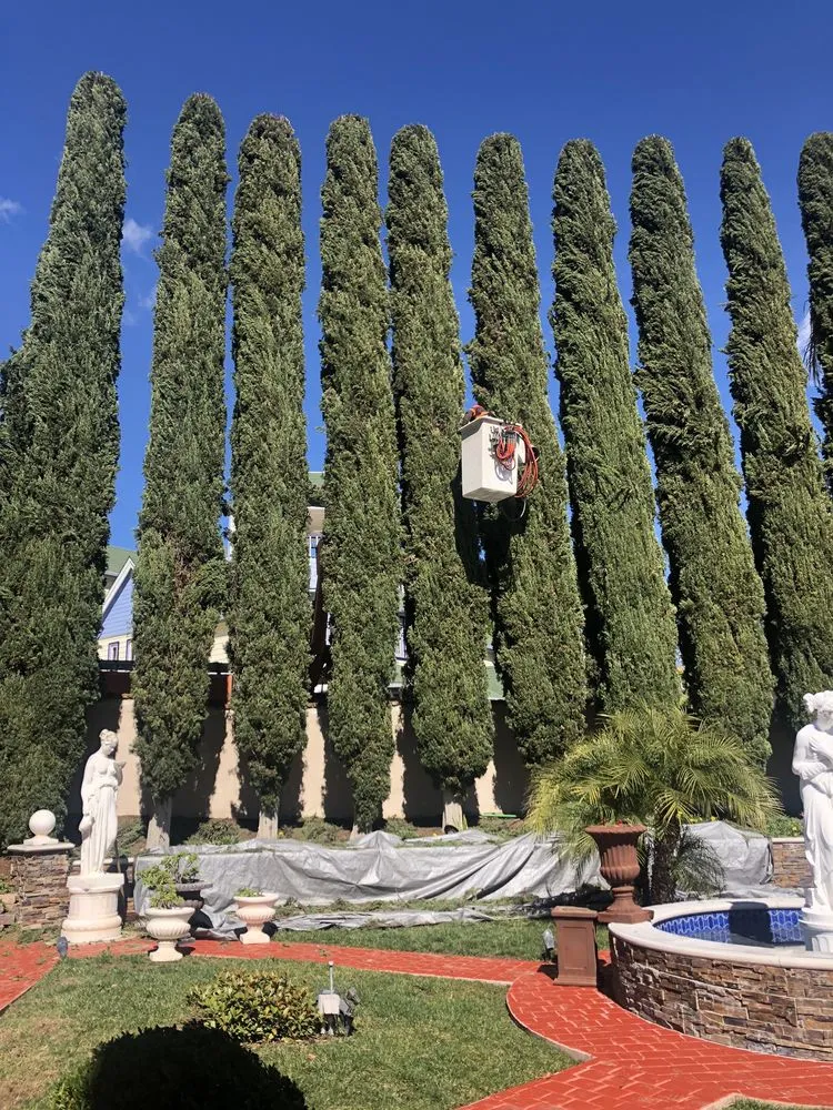 Professional yard maintenance in Santa Ana, CA - Supreme Tree Experts