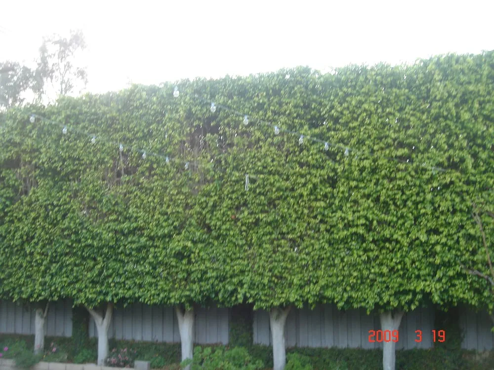 Affordable garden landscaping experts serving Santa Ana, CA - Supreme Tree Experts