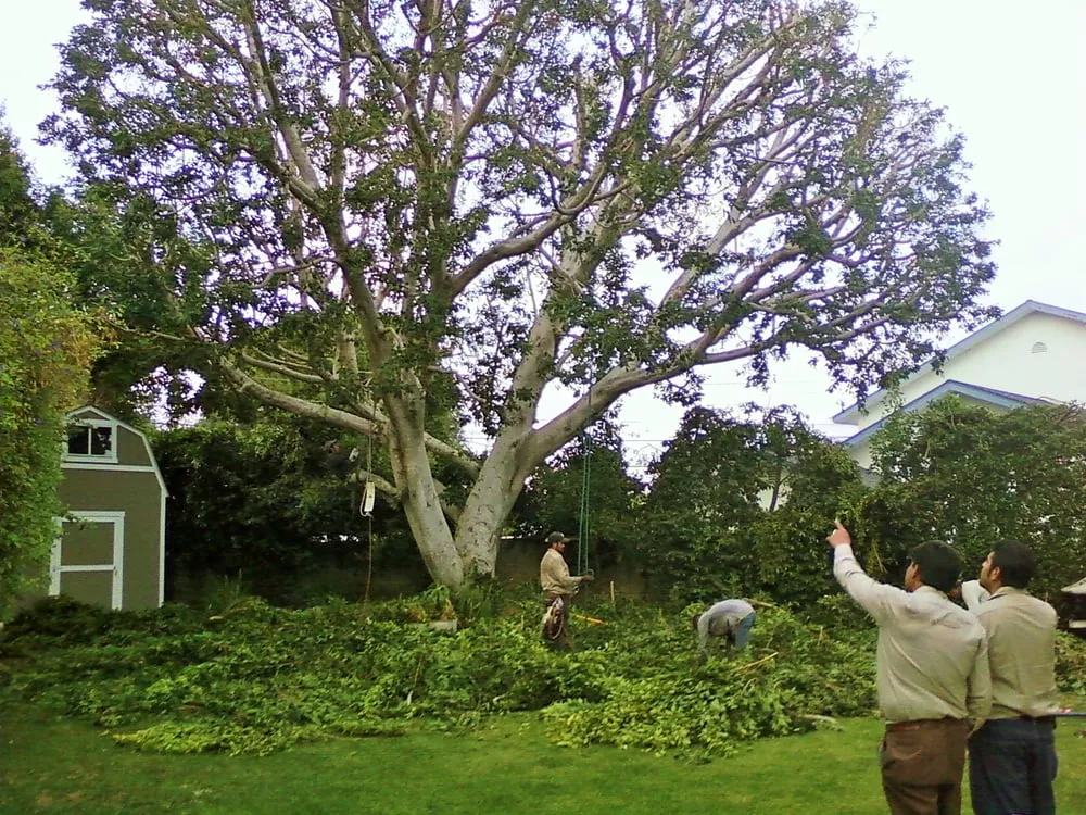 Reliable landscape installation in Santa Ana, CA by Supreme Tree Experts