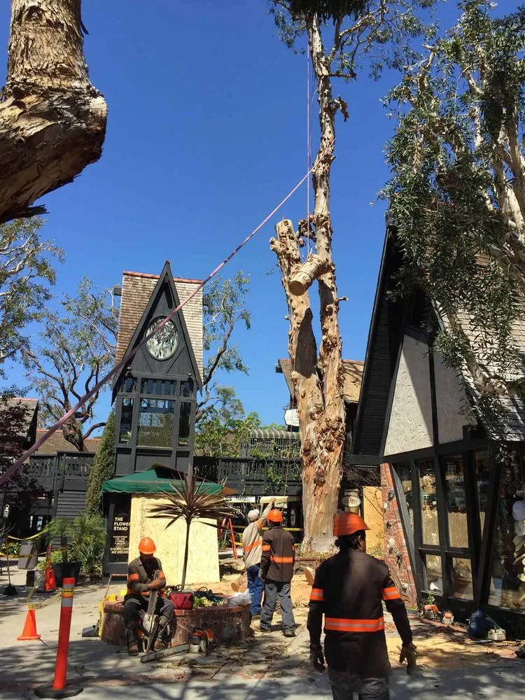 Custom yard cleanup service in Santa Ana, CA by Supreme Tree Experts