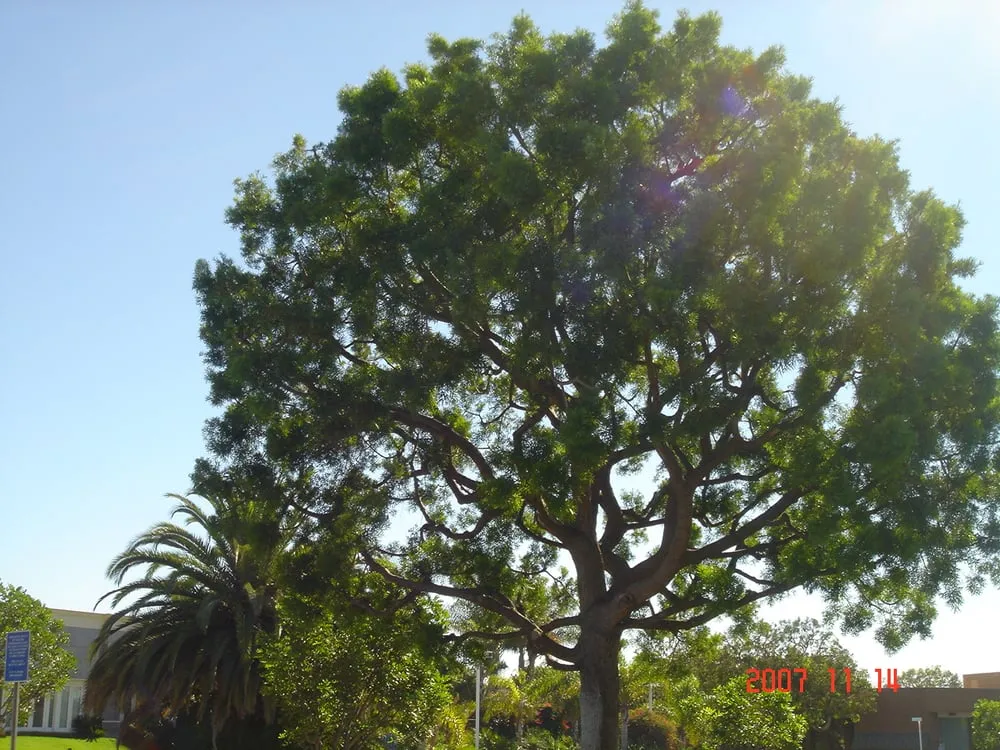 Reliable landscaping services near you across Santa Ana, CA - Supreme Tree Experts