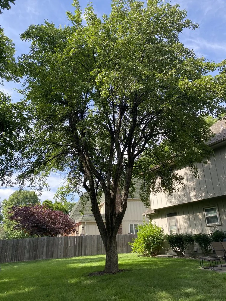 Reliable landscaping services in Lenexa, KS by SupremeGreen KC