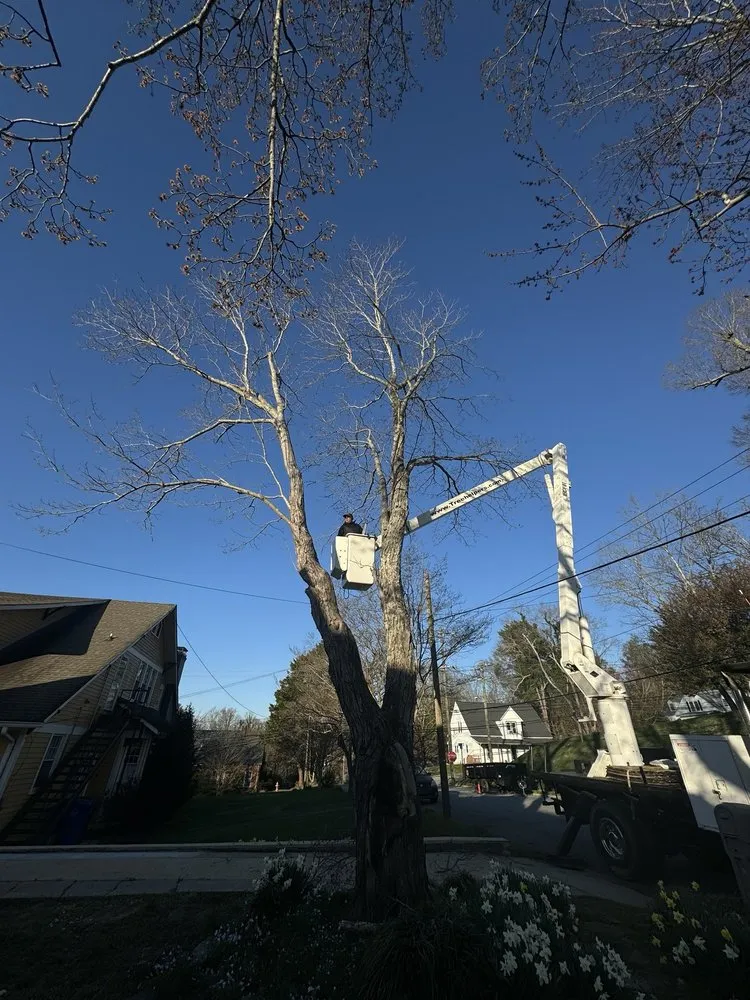 Local landscaping services in Wilkesboro, NC - Supulski's Tree Service