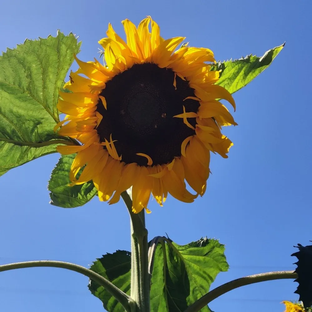 Affordable residential landscaping in Riverside, CA - Sure Cut Landscape Services