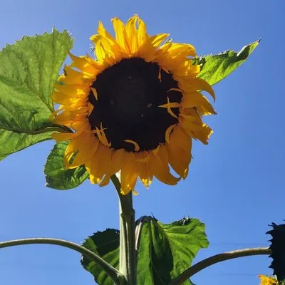 Sure Cut Landscape Services Logo