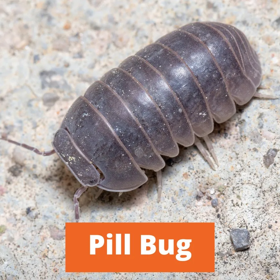 Reliable landscaping services in Edmond, OK - Sure Shot Pest & Weed Control