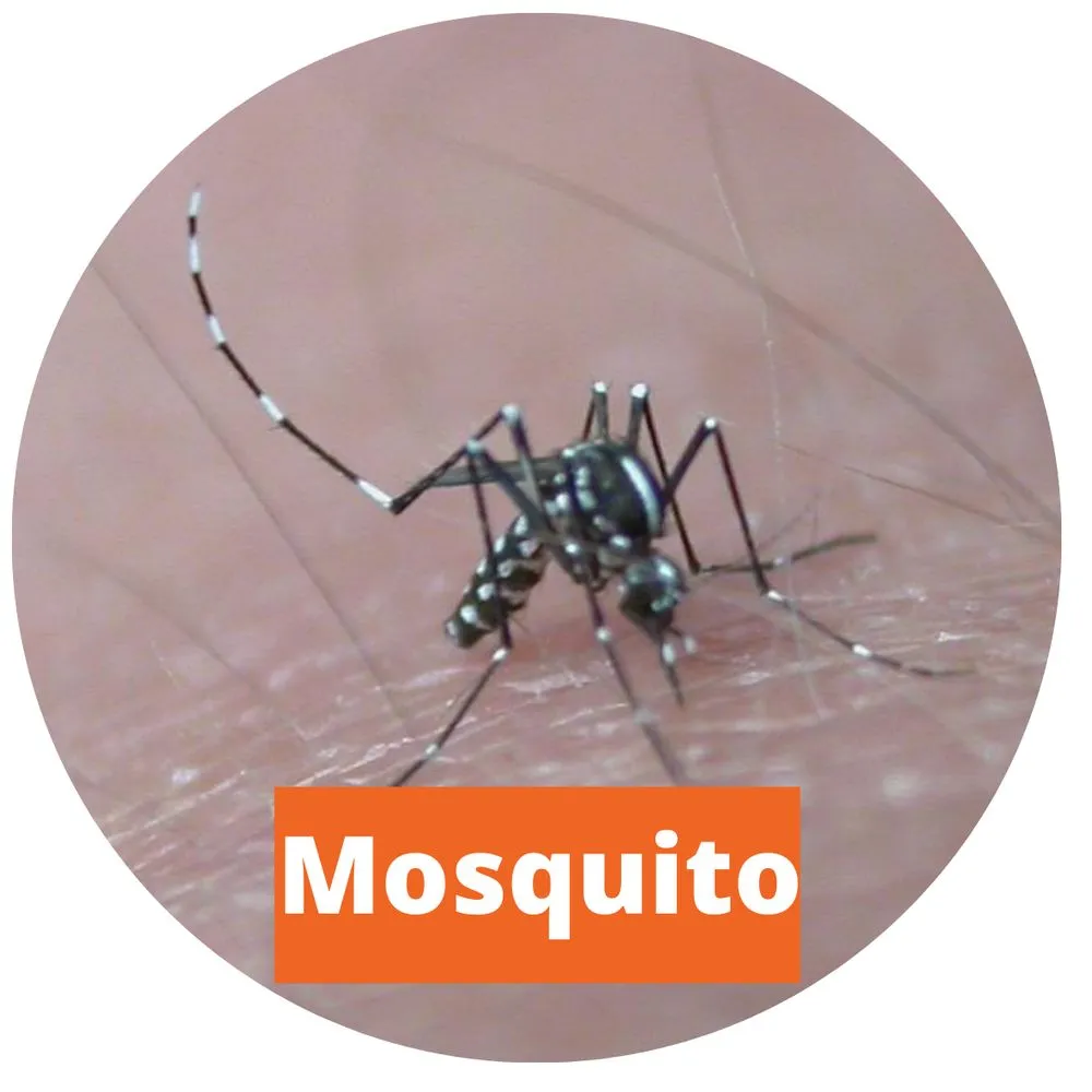 Local lawn care service in Edmond, OK - Sure Shot Pest & Weed Control