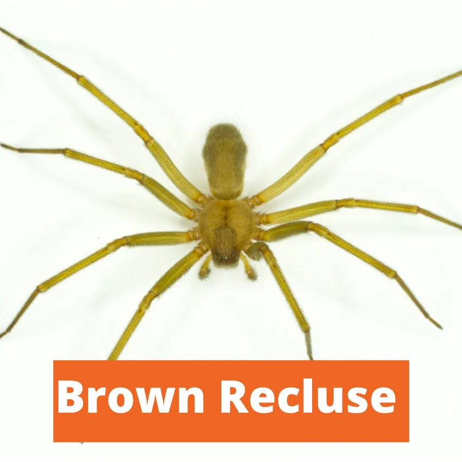 Custom lawn mowing service with custom design in Edmond, OK by Sure Shot Pest & Weed Control