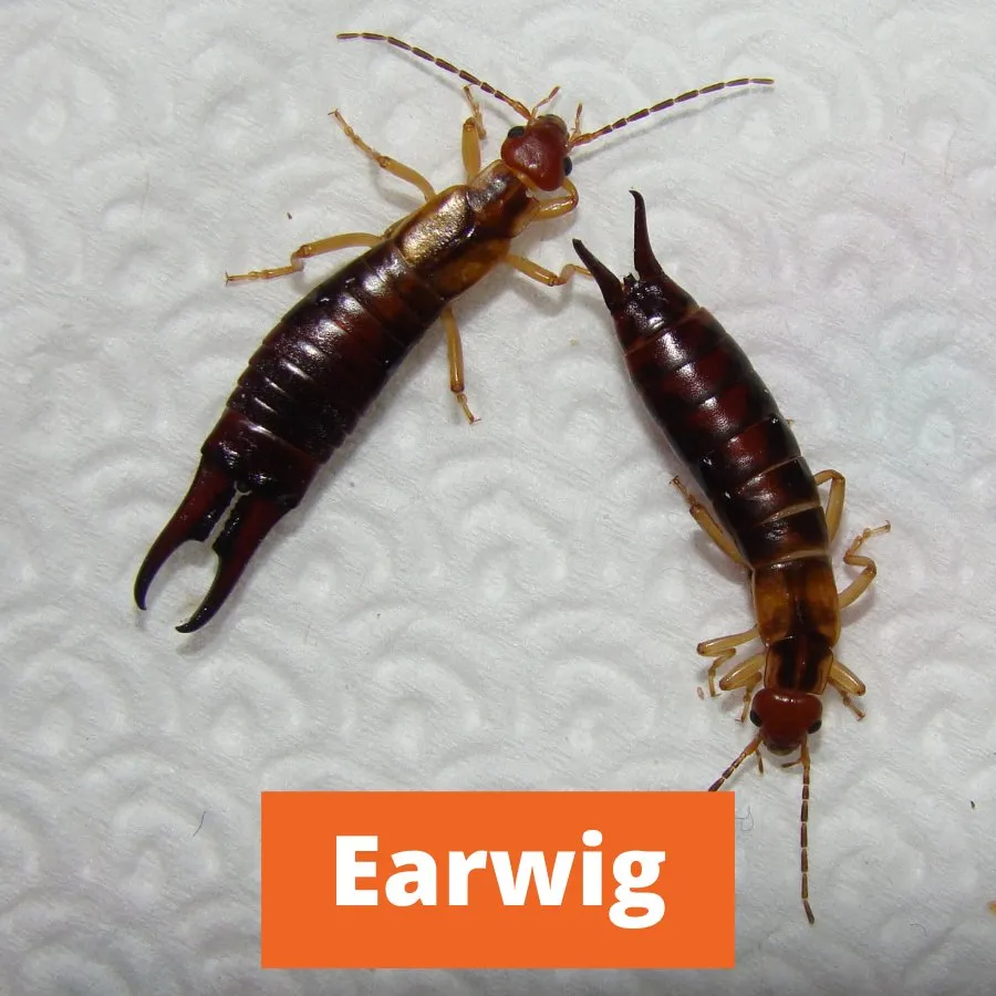 Expert yard maintenance experts serving Edmond, OK - Sure Shot Pest & Weed Control