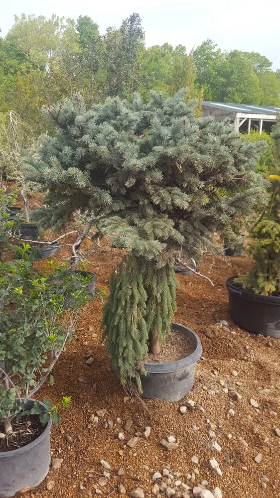 Custom outdoor landscaping with custom design across Wildwood, MO - Surecut Solutions