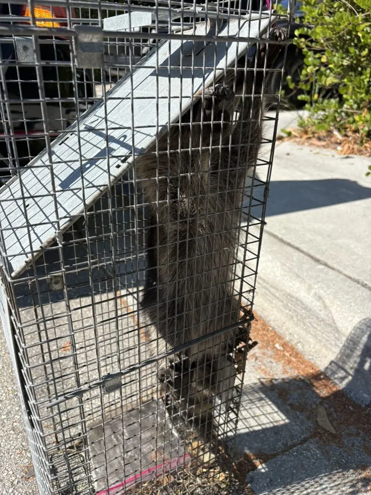 Expert residential landscaping for year-round maintenance across Boca Raton, FL - SureShot Pest Solutions